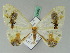  ( - BC ZSM Lep 42669)  @12 [ ] CreativeCommons - Attribution Non-Commercial Share-Alike (2010) Axel Hausmann/Bavarian State Collection of Zoology (ZSM) SNSB, Zoologische Staatssammlung Muenchen