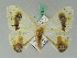  ( - BC ZSM Lep 42670)  @13 [ ] CreativeCommons - Attribution Non-Commercial Share-Alike (2010) Axel Hausmann/Bavarian State Collection of Zoology (ZSM) SNSB, Zoologische Staatssammlung Muenchen