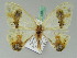  ( - BC ZSM Lep 42671)  @13 [ ] CreativeCommons - Attribution Non-Commercial Share-Alike (2010) Axel Hausmann/Bavarian State Collection of Zoology (ZSM) SNSB, Zoologische Staatssammlung Muenchen