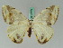  ( - BC ZSM Lep 42673)  @11 [ ] CreativeCommons - Attribution Non-Commercial Share-Alike (2010) Axel Hausmann/Bavarian State Collection of Zoology (ZSM) SNSB, Zoologische Staatssammlung Muenchen