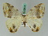  ( - BC ZSM Lep 42674)  @11 [ ] CreativeCommons - Attribution Non-Commercial Share-Alike (2010) Axel Hausmann/Bavarian State Collection of Zoology (ZSM) SNSB, Zoologische Staatssammlung Muenchen