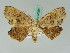  (Phalacra - BC ZSM Lep 42688)  @13 [ ] CreativeCommons - Attribution Non-Commercial Share-Alike (2010) Axel Hausmann/Bavarian State Collection of Zoology (ZSM) SNSB, Zoologische Staatssammlung Muenchen