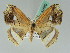  ( - BC ZSM Lep 42689)  @11 [ ] CreativeCommons - Attribution Non-Commercial Share-Alike (2010) Axel Hausmann/Bavarian State Collection of Zoology (ZSM) SNSB, Zoologische Staatssammlung Muenchen
