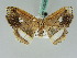  ( - BC ZSM Lep 42690)  @11 [ ] CreativeCommons - Attribution Non-Commercial Share-Alike (2010) Axel Hausmann/Bavarian State Collection of Zoology (ZSM) SNSB, Zoologische Staatssammlung Muenchen