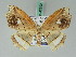  ( - BC ZSM Lep 42692)  @11 [ ] CreativeCommons - Attribution Non-Commercial Share-Alike (2010) Axel Hausmann/Bavarian State Collection of Zoology (ZSM) SNSB, Zoologische Staatssammlung Muenchen