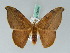  ( - BC ZSM Lep 42694)  @11 [ ] CreativeCommons - Attribution Non-Commercial Share-Alike (2010) Axel Hausmann/Bavarian State Collection of Zoology (ZSM) SNSB, Zoologische Staatssammlung Muenchen
