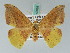  ( - BC ZSM Lep 42695)  @11 [ ] CreativeCommons - Attribution Non-Commercial Share-Alike (2010) Axel Hausmann/Bavarian State Collection of Zoology (ZSM) SNSB, Zoologische Staatssammlung Muenchen