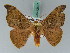  ( - BC ZSM Lep 42697)  @13 [ ] CreativeCommons - Attribution Non-Commercial Share-Alike (2010) Axel Hausmann/Bavarian State Collection of Zoology (ZSM) SNSB, Zoologische Staatssammlung Muenchen