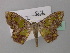  (Scopula acinosa - BC ZSM Lep 43108)  @13 [ ] CreativeCommons - Attribution Non-Commercial Share-Alike (2010) Axel Hausmann/Bavarian State Collection of Zoology (ZSM) SNSB, Zoologische Staatssammlung Muenchen