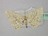  ( - BC ZSM Lep 43110)  @13 [ ] CreativeCommons - Attribution Non-Commercial Share-Alike (2010) Axel Hausmann/Bavarian State Collection of Zoology (ZSM) SNSB, Zoologische Staatssammlung Muenchen