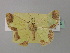  ( - BC ZSM Lep 43115)  @11 [ ] CreativeCommons - Attribution Non-Commercial Share-Alike (2010) Axel Hausmann/Bavarian State Collection of Zoology (ZSM) SNSB, Zoologische Staatssammlung Muenchen