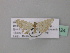  (Idaea AH01Nm - BC ZSM Lep 43124)  @11 [ ] CreativeCommons - Attribution Non-Commercial Share-Alike (2010) Axel Hausmann/Bavarian State Collection of Zoology (ZSM) SNSB, Zoologische Staatssammlung Muenchen