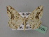  ( - BC ZSM Lep 43129)  @11 [ ] CreativeCommons - Attribution Non-Commercial Share-Alike (2010) Axel Hausmann/Bavarian State Collection of Zoology (ZSM) SNSB, Zoologische Staatssammlung Muenchen