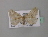  ( - BC ZSM Lep 43151)  @12 [ ] CreativeCommons - Attribution Non-Commercial Share-Alike (2010) Axel Hausmann/Bavarian State Collection of Zoology (ZSM) SNSB, Zoologische Staatssammlung Muenchen