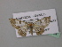  ( - BC ZSM Lep 43154)  @11 [ ] CreativeCommons - Attribution Non-Commercial Share-Alike (2010) Axel Hausmann/Bavarian State Collection of Zoology (ZSM) SNSB, Zoologische Staatssammlung Muenchen