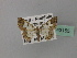  ( - BC ZSM Lep 43155)  @11 [ ] CreativeCommons - Attribution Non-Commercial Share-Alike (2010) Axel Hausmann/Bavarian State Collection of Zoology (ZSM) SNSB, Zoologische Staatssammlung Muenchen
