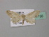  (Zygophyxia BOLD:ABU5852 - BC ZSM Lep 43158)  @12 [ ] CreativeCommons - Attribution Non-Commercial Share-Alike (2010) Axel Hausmann/Bavarian State Collection of Zoology (ZSM) SNSB, Zoologische Staatssammlung Muenchen