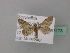  (Gymnoscelis AH01Nm - BC ZSM Lep 43173)  @11 [ ] CreativeCommons - Attribution Non-Commercial Share-Alike (2010) Axel Hausmann/Bavarian State Collection of Zoology (ZSM) SNSB, Zoologische Staatssammlung Muenchen