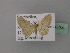  (Scopula AH01Nm - BC ZSM Lep 43174)  @11 [ ] CreativeCommons - Attribution Non-Commercial Share-Alike (2010) Axel Hausmann/Bavarian State Collection of Zoology (ZSM) SNSB, Zoologische Staatssammlung Muenchen