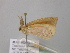  ( - BC ZSM Lep 43206)  @12 [ ] CreativeCommons - Attribution Non-Commercial Share-Alike (2010) Axel Hausmann/Bavarian State Collection of Zoology (ZSM) SNSB, Zoologische Staatssammlung Muenchen