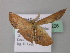  ( - BC ZSM Lep 43226)  @12 [ ] CreativeCommons - Attribution Non-Commercial Share-Alike (2010) Axel Hausmann/Bavarian State Collection of Zoology (ZSM) SNSB, Zoologische Staatssammlung Muenchen