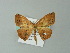  ( - BC ZSM Lep 43226)  @12 [ ] CreativeCommons - Attribution Non-Commercial Share-Alike (2012) Axel Hausmann/Bavarian State Collection of Zoology (ZSM) SNSB, Zoologische Staatssammlung Muenchen