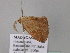  ( - BC ZSM Lep 43227)  @12 [ ] CreativeCommons - Attribution Non-Commercial Share-Alike (2010) Axel Hausmann/Bavarian State Collection of Zoology (ZSM) SNSB, Zoologische Staatssammlung Muenchen