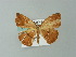  ( - BC ZSM Lep 43227)  @12 [ ] CreativeCommons - Attribution Non-Commercial Share-Alike (2012) Axel Hausmann/Bavarian State Collection of Zoology (ZSM) SNSB, Zoologische Staatssammlung Muenchen