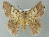  ( - BC ZSM Lep 43237)  @14 [ ] CreativeCommons - Attribution Non-Commercial Share-Alike (2012) Axel Hausmann/Bavarian State Collection of Zoology (ZSM) SNSB, Zoologische Staatssammlung Muenchen