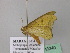  ( - BC ZSM Lep 43240)  @12 [ ] CreativeCommons - Attribution Non-Commercial Share-Alike (2010) Axel Hausmann/Bavarian State Collection of Zoology (ZSM) SNSB, Zoologische Staatssammlung Muenchen