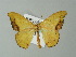  ( - BC ZSM Lep 43240)  @13 [ ] CreativeCommons - Attribution Non-Commercial Share-Alike (2012) Axel Hausmann/Bavarian State Collection of Zoology (ZSM) SNSB, Zoologische Staatssammlung Muenchen