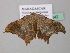  ( - BC ZSM Lep 43242)  @13 [ ] CreativeCommons - Attribution Non-Commercial Share-Alike (2010) Axel Hausmann/Bavarian State Collection of Zoology (ZSM) SNSB, Zoologische Staatssammlung Muenchen