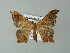  ( - BC ZSM Lep 43242)  @14 [ ] CreativeCommons - Attribution Non-Commercial Share-Alike (2012) Axel Hausmann/Bavarian State Collection of Zoology (ZSM) SNSB, Zoologische Staatssammlung Muenchen
