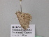  ( - BC ZSM Lep 43243)  @13 [ ] CreativeCommons - Attribution Non-Commercial Share-Alike (2010) Axel Hausmann/Bavarian State Collection of Zoology (ZSM) SNSB, Zoologische Staatssammlung Muenchen
