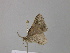  ( - BC ZSM Lep 43252)  @12 [ ] CreativeCommons - Attribution Non-Commercial Share-Alike (2010) Axel Hausmann/Bavarian State Collection of Zoology (ZSM) SNSB, Zoologische Staatssammlung Muenchen