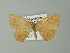  ( - BC ZSM Lep 43254)  @12 [ ] CreativeCommons - Attribution Non-Commercial Share-Alike (2012) Axel Hausmann/Bavarian State Collection of Zoology (ZSM) SNSB, Zoologische Staatssammlung Muenchen
