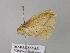  ( - BC ZSM Lep 43256)  @12 [ ] CreativeCommons - Attribution Non-Commercial Share-Alike (2010) Axel Hausmann/Bavarian State Collection of Zoology (ZSM) SNSB, Zoologische Staatssammlung Muenchen