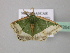  ( - BC ZSM Lep 43264)  @12 [ ] CreativeCommons - Attribution Non-Commercial Share-Alike (2010) Axel Hausmann/Bavarian State Collection of Zoology (ZSM) SNSB, Zoologische Staatssammlung Muenchen