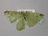  ( - BC ZSM Lep 43265)  @12 [ ] CreativeCommons - Attribution Non-Commercial Share-Alike (2010) Axel Hausmann/Bavarian State Collection of Zoology (ZSM) SNSB, Zoologische Staatssammlung Muenchen