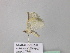  ( - BC ZSM Lep 43267)  @12 [ ] CreativeCommons - Attribution Non-Commercial Share-Alike (2010) Axel Hausmann/Bavarian State Collection of Zoology (ZSM) SNSB, Zoologische Staatssammlung Muenchen