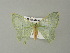  ( - BC ZSM Lep 43268)  @14 [ ] CreativeCommons - Attribution Non-Commercial Share-Alike (2012) Axel Hausmann/Bavarian State Collection of Zoology (ZSM) SNSB, Zoologische Staatssammlung Muenchen