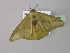  ( - BC ZSM Lep 43270)  @13 [ ] CreativeCommons - Attribution Non-Commercial Share-Alike (2010) Axel Hausmann/Bavarian State Collection of Zoology (ZSM) SNSB, Zoologische Staatssammlung Muenchen