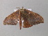  ( - BC ZSM Lep 43272)  @12 [ ] CreativeCommons - Attribution Non-Commercial Share-Alike (2010) Axel Hausmann/Bavarian State Collection of Zoology (ZSM) SNSB, Zoologische Staatssammlung Muenchen