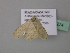  ( - BC ZSM Lep 43274)  @12 [ ] CreativeCommons - Attribution Non-Commercial Share-Alike (2010) Axel Hausmann/Bavarian State Collection of Zoology (ZSM) SNSB, Zoologische Staatssammlung Muenchen