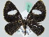  (Erateina siliquata - BC ZSM Lep 44137)  @14 [ ] CreativeCommons - Attribution Non-Commercial Share-Alike (2010) Axel Hausmann/Bavarian State Collection of Zoology (ZSM) SNSB, Zoologische Staatssammlung Muenchen
