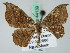  ( - BC ZSM Lep 44139)  @12 [ ] CreativeCommons - Attribution Non-Commercial Share-Alike (2010) Axel Hausmann/Bavarian State Collection of Zoology (ZSM) SNSB, Zoologische Staatssammlung Muenchen