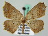  (Tetragonodes geminaria - BC ZSM Lep 44144)  @13 [ ] CreativeCommons - Attribution Non-Commercial Share-Alike (2010) Axel Hausmann/Bavarian State Collection of Zoology (ZSM) SNSB, Zoologische Staatssammlung Muenchen