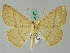  ( - BC ZSM Lep 44157)  @14 [ ] CreativeCommons - Attribution Non-Commercial Share-Alike (2010) Axel Hausmann/Bavarian State Collection of Zoology (ZSM) SNSB, Zoologische Staatssammlung Muenchen
