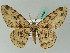  ( - BC ZSM Lep 44204)  @15 [ ] CreativeCommons - Attribution Non-Commercial Share-Alike (2010) Axel Hausmann/Bavarian State Collection of Zoology (ZSM) SNSB, Zoologische Staatssammlung Muenchen