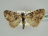  ( - BC ZSM Lep 44428)  @11 [ ] CreativeCommons - Attribution Non-Commercial Share-Alike (2010) Axel Hausmann/Bavarian State Collection of Zoology (ZSM) SNSB, Zoologische Staatssammlung Muenchen